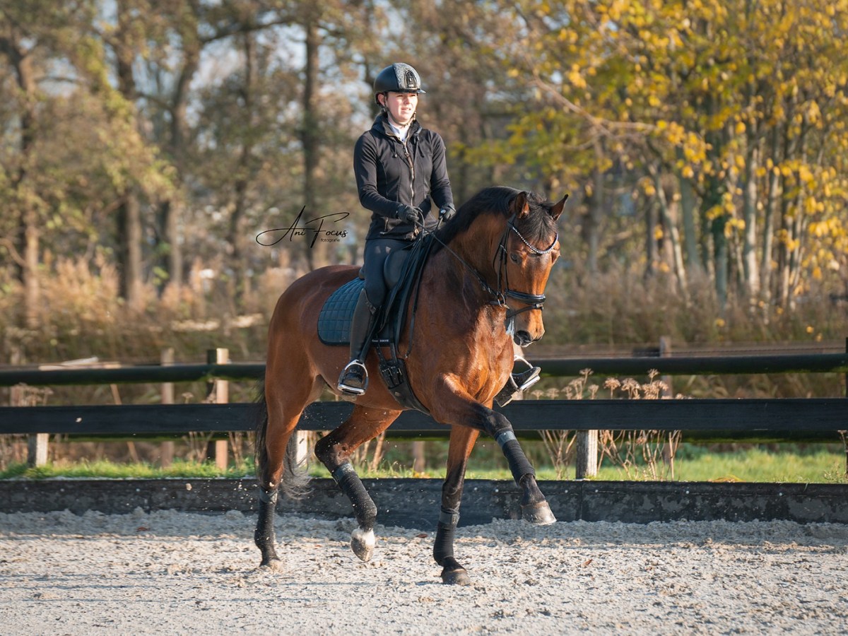 Hensie Ballerina shoots through the ZZ-Zwaar class in 4&nbsp;competitions!