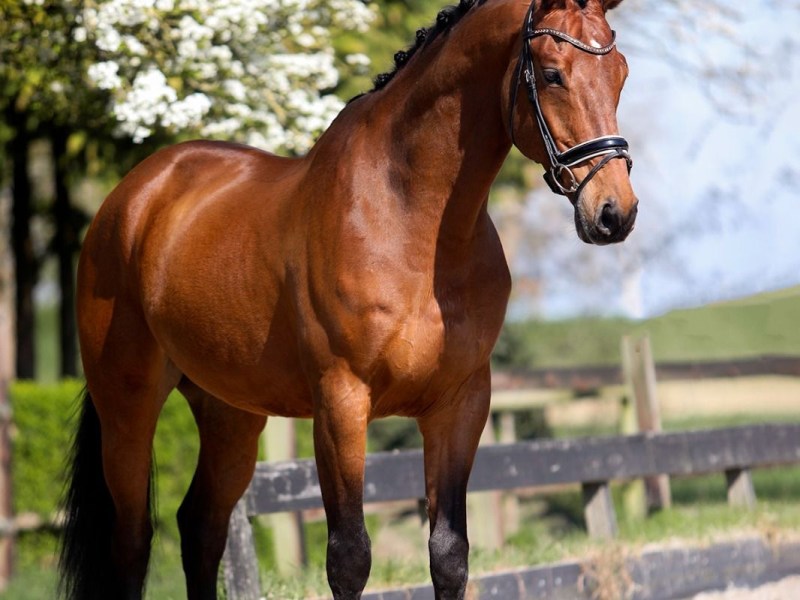 Kazim has been&nbsp;sold!