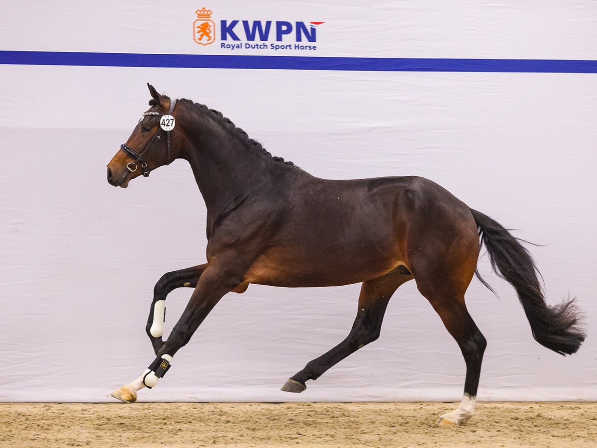 Tiësto GS advances to Den&nbsp;Bosch!