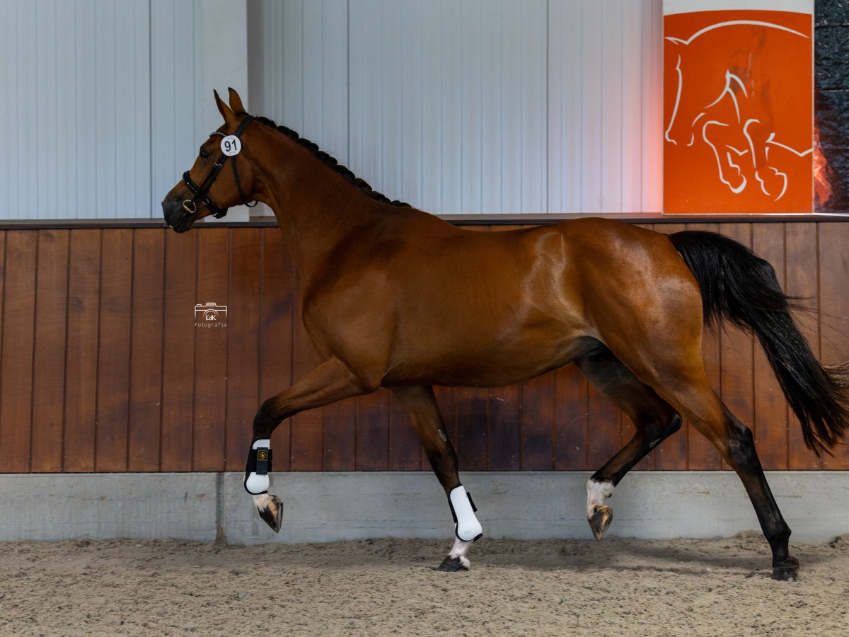 Sevilla Boa T became STER&nbsp;mare